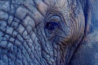Lire la suite à propos de l’article “J’ai perdu espoir avec les filles” : l’analogie de l’éléphant
