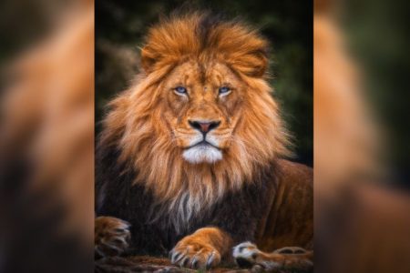 Avoir du charisme : 9 conseils pour être plus charismatique